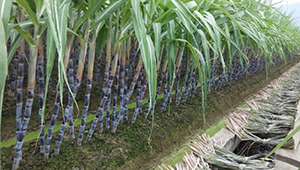 廣西“三著力”推動“雙高”基地建設