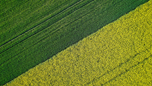 今年安徽省糧食總產4019萬噸
