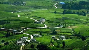 廣西確定四季度農業生產重點