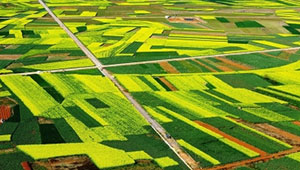 四川小春計劃糧食種植1650萬畝 力爭實現“兩增兩擴三提升”