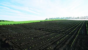 黑龍江省已有二十縣試點(diǎn)黑土耕地保護(hù)