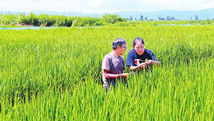 吉林省糧食生產(chǎn)形勢(shì)較好
