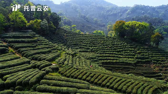 茶園病蟲害防治技術方案