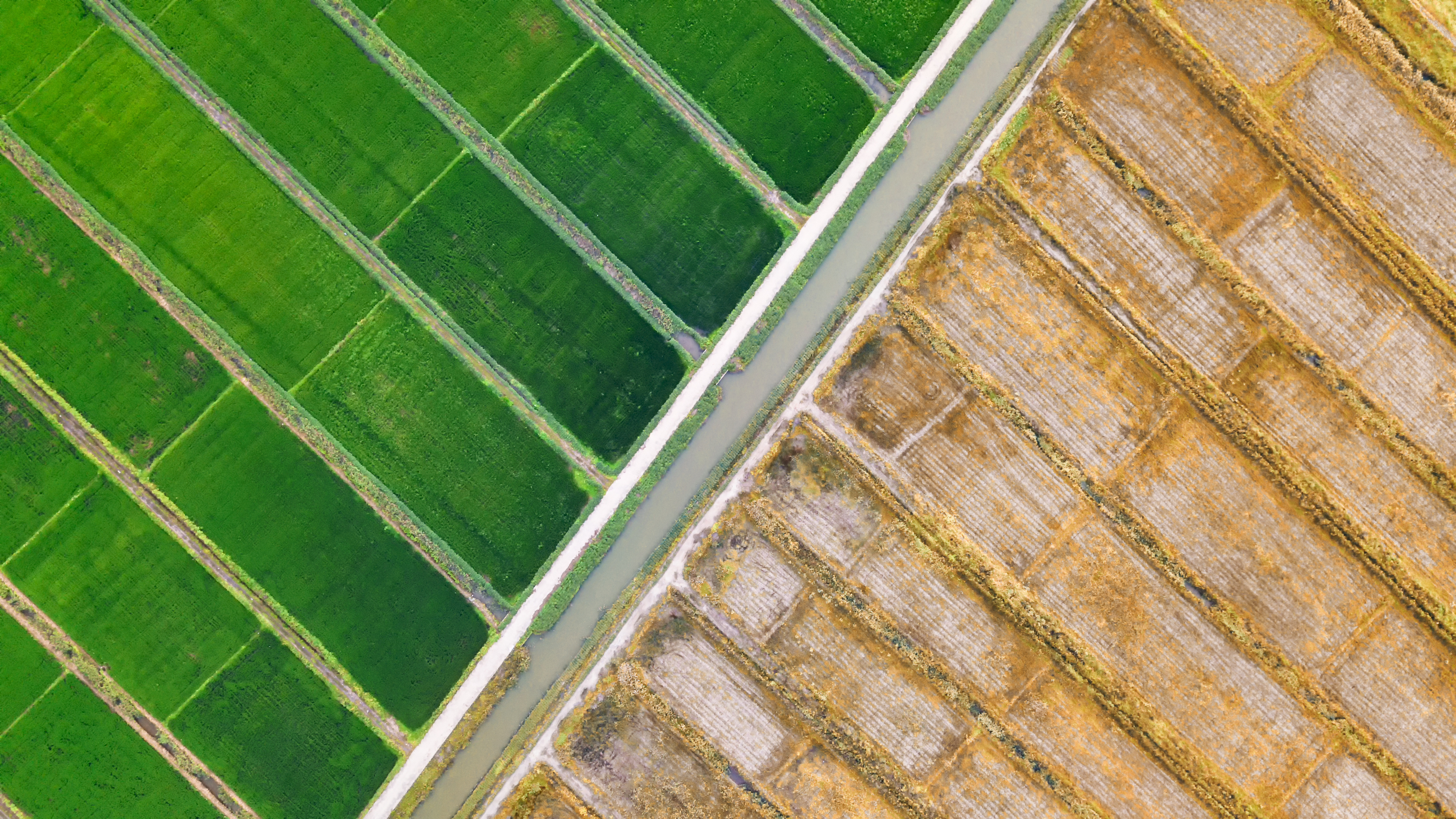 高標(biāo)準(zhǔn)農(nóng)田里的“智慧春管”