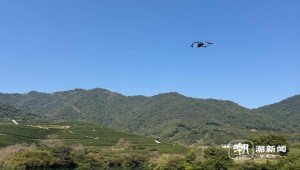 春茶開采正當時！揭秘托普云農如何用科技“制”出一杯數字好茶